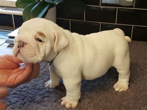 english bulldog breeders atlanta|english bulldogs savannah ga.